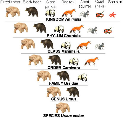 Chart showing the scientific classification of a grizzly bear
